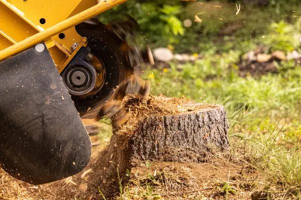Miller’s Tree Service Expert Tree Cutting and Emergency Removal Help